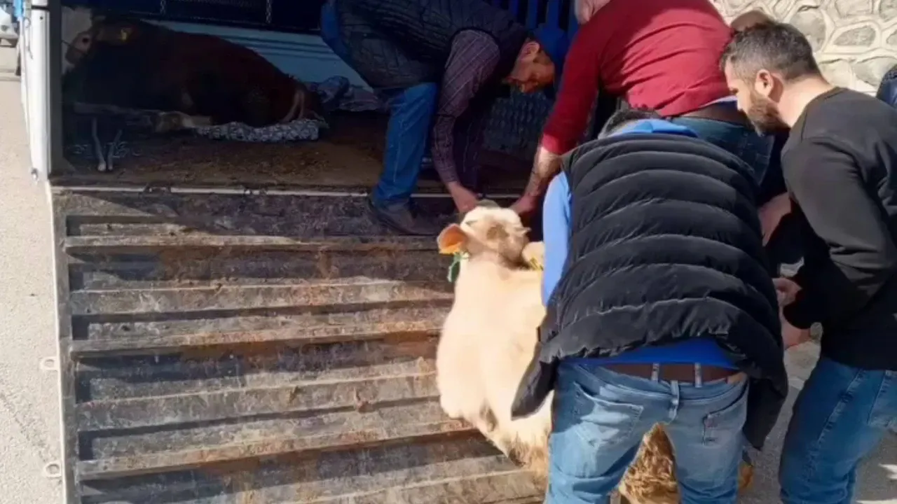 Kamyonet Kaza Yaptı, Hayvanların Durumu Kritik!
