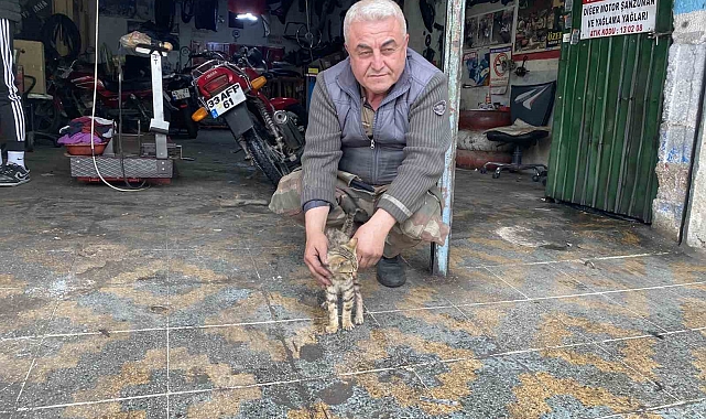 Manisalı esnafın duyarlılığı bir kediyi hayata bağladı - Haberler