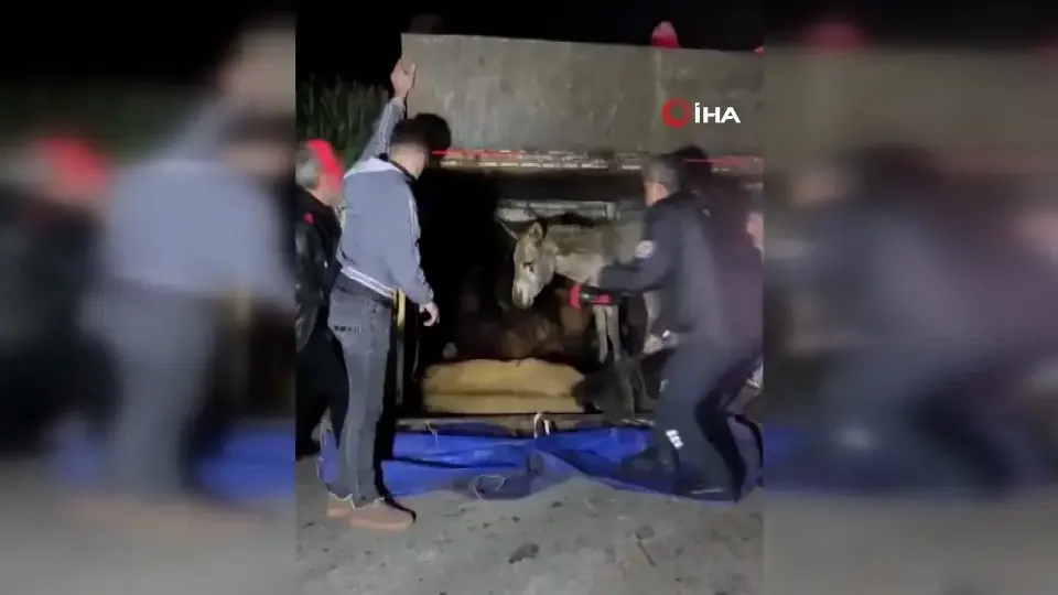 Adana'da Trafik Kazası: Kamyonetteki Eşekler Yola Savruldu
