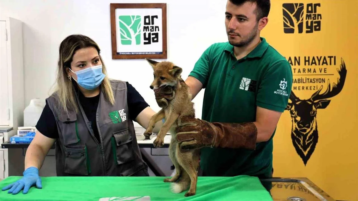 Kocaeli'nin Ormanya'sında Yaralanan Yavru Tilki Sağlığına Kavuşuyor
