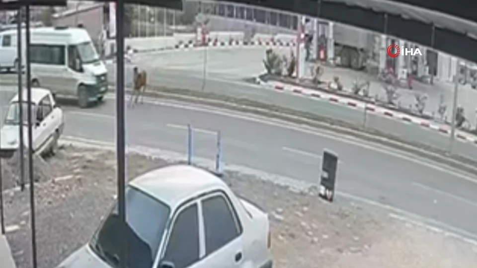 Düziçi'nde trafik kazası: Minibüs başıboş ata çarptı!